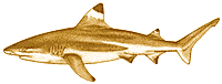 images/blacktip.gif (2689 bytes)